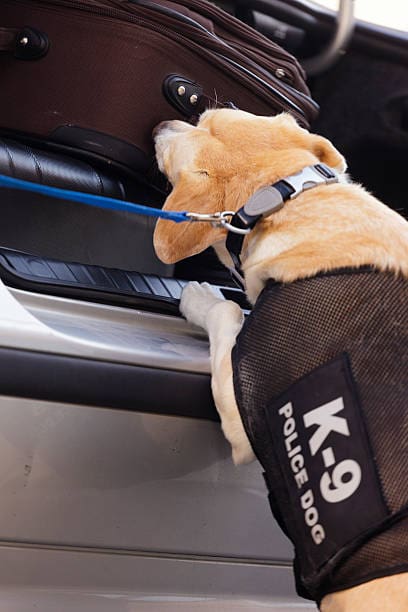 Police dog sniffing car luggage.